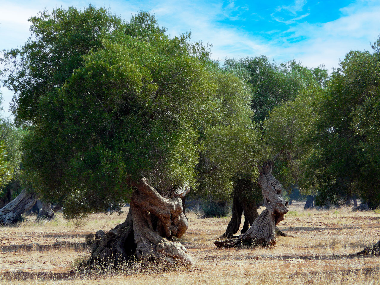 The Salento landscape — olive groves and open roads near Nardò, Puglia